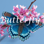 Is Butterfly Legit and Safe