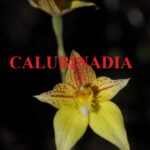 Is Calubinadia Legit and Safe
