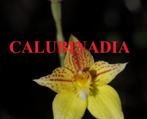 Is Calubinadia Legit and Safe