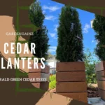 Is Cedar Planters Legit and Safe