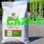 Is Cazyx Legit and Safe